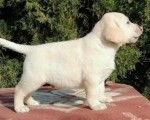 Labrador retriver 